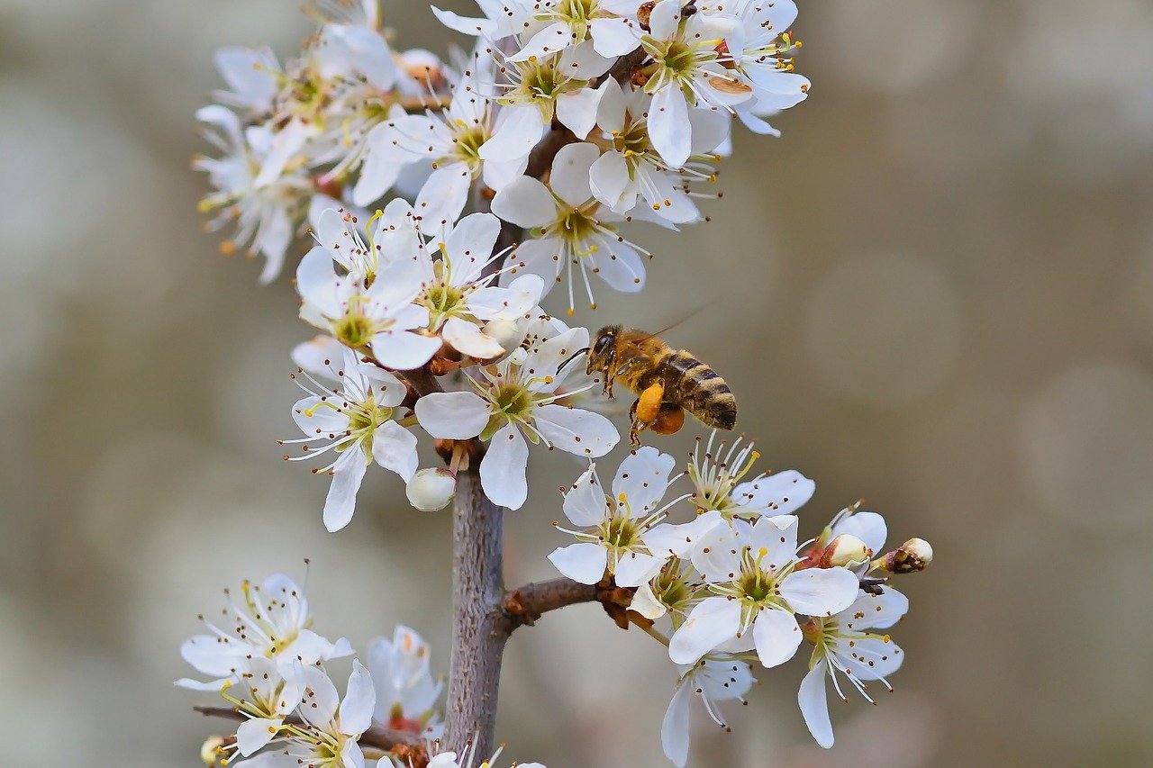 10 dingen jij kunt doen om bijensterfte te voorkomen